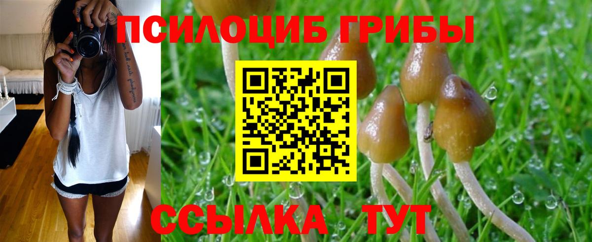 Псилоцибиновые грибы Psilocybe Сосновоборск